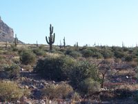 TONTO National Forest 25